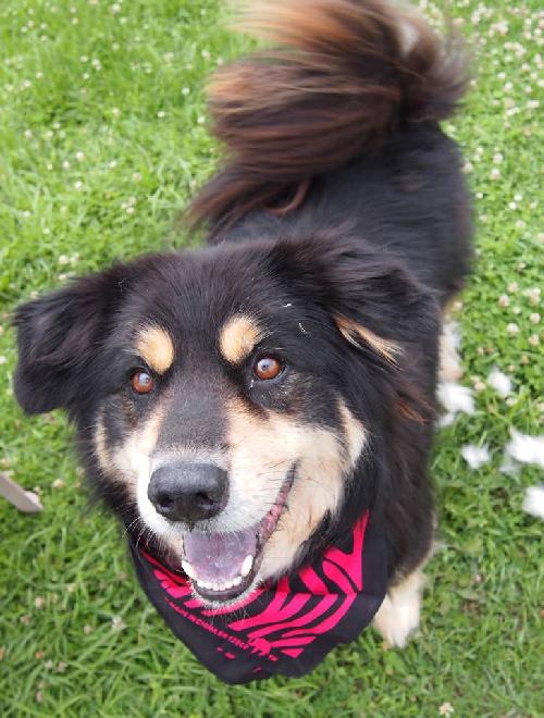 Shay-ADOPTED 09.03.13