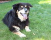 Shay-ADOPTED 09.03.13