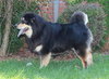 Shay-ADOPTED 09.03.13