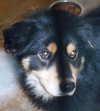 Shay-ADOPTED 09.03.13