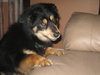 Shay-ADOPTED 09.03.13