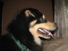 Shay-ADOPTED 09.03.13