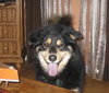 Shay-ADOPTED 09.03.13