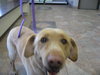 Bart-ADOPTED-9.7.10