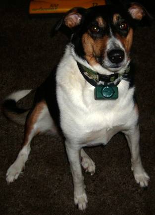 Ivy - ADOPTED 12.16.10