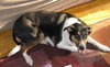Ivy - ADOPTED 12.16.10