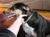 Ivy - ADOPTED 12.16.10
