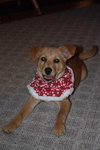 Miley - ADOPTED 04.18.10