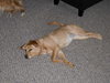 Miley - ADOPTED 04.18.10