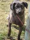 Trista-ADOPTED 4/25/10