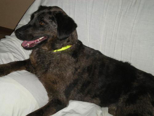 Trista-ADOPTED 4/25/10
