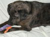 Trista-ADOPTED 4/25/10