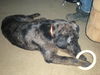 Trista-ADOPTED 4/25/10