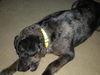Trista-ADOPTED 4/25/10