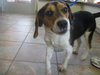 Donny-ADOPTED 4/24/10