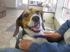 Donny-ADOPTED 4/24/10