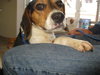 Donny-ADOPTED 4/24/10