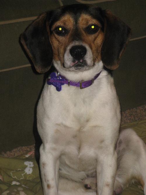 Donny-ADOPTED 4/24/10