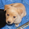 Minnie-adopted 4/30/10