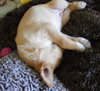 Minnie-adopted 4/30/10
