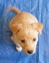 Minnie-adopted 4/30/10