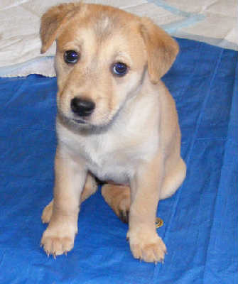 Trouble-adopted 4/30/10