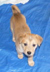 Trouble-adopted 4/30/10
