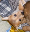 Trouble-adopted 4/30/10