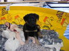 Freddy-ADOPTED 5/8/10