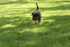 Freddy-ADOPTED 5/8/10