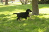 Freddy-ADOPTED 5/8/10