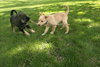Freddy-ADOPTED 5/8/10