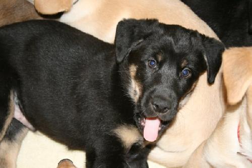 Freddy-ADOPTED 5/8/10