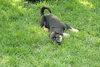 Freddy-ADOPTED 5/8/10