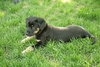 Freddy-ADOPTED 5/8/10