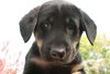 Freddy-ADOPTED 5/8/10