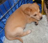 Timmy-ADOPTED 5/9/10