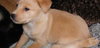Timmy-ADOPTED 5/9/10
