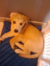 Timmy-ADOPTED 5/9/10