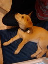 Timmy-ADOPTED 5/9/10