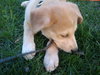 Timmy-ADOPTED 5/9/10