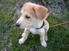 Timmy-ADOPTED 5/9/10