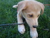 Timmy-ADOPTED 5/9/10