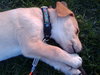 Timmy-ADOPTED 5/9/10