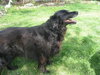 Jewel - ADOPTED 05.14.10