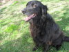 Jewel - ADOPTED 05.14.10