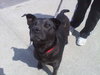 Sydney-ADOPTED 05.02.13