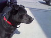 Sydney-ADOPTED 05.02.13