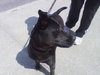 Sydney-ADOPTED 05.02.13