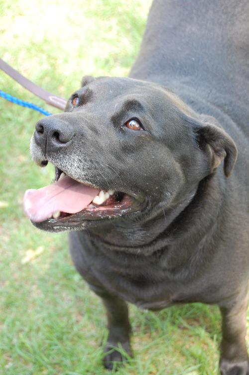 Sydney-ADOPTED 05.02.13